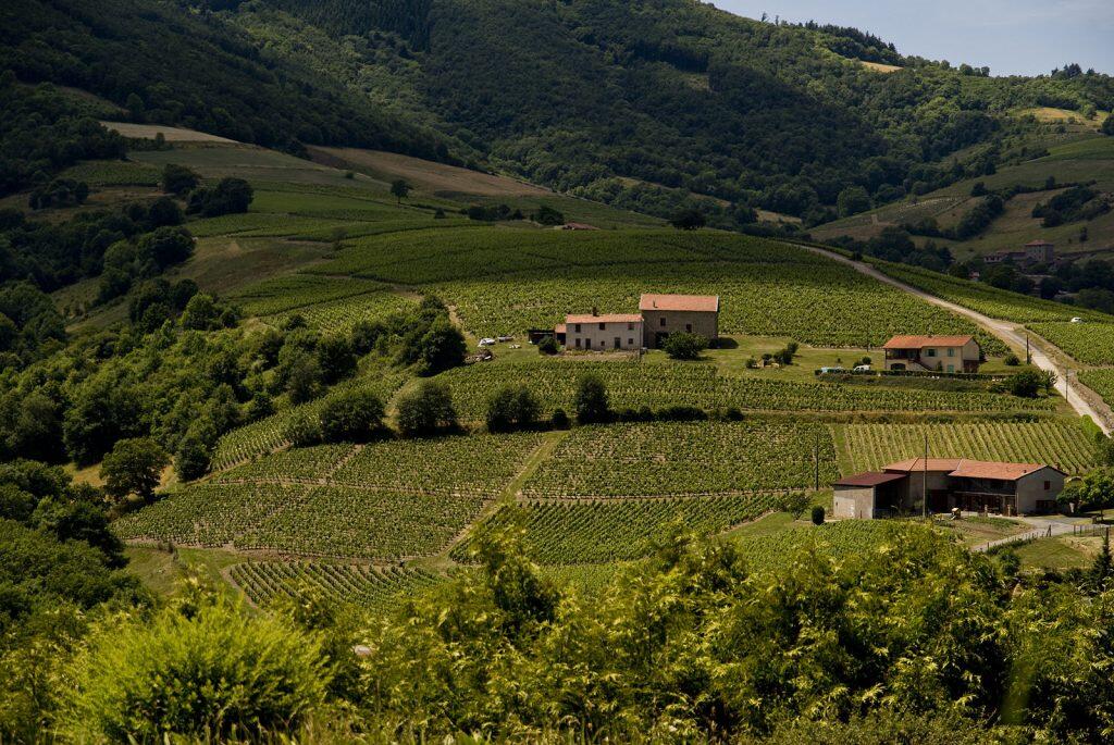 Beaujolais wine country