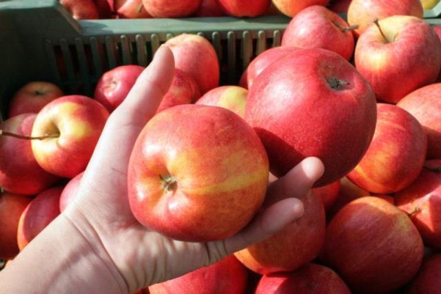 Apple festival Prague