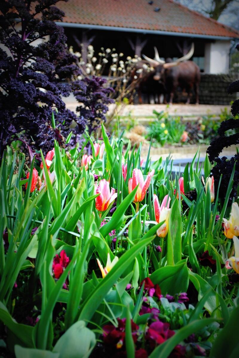 Artis - not just a zoo but also a botanical garden