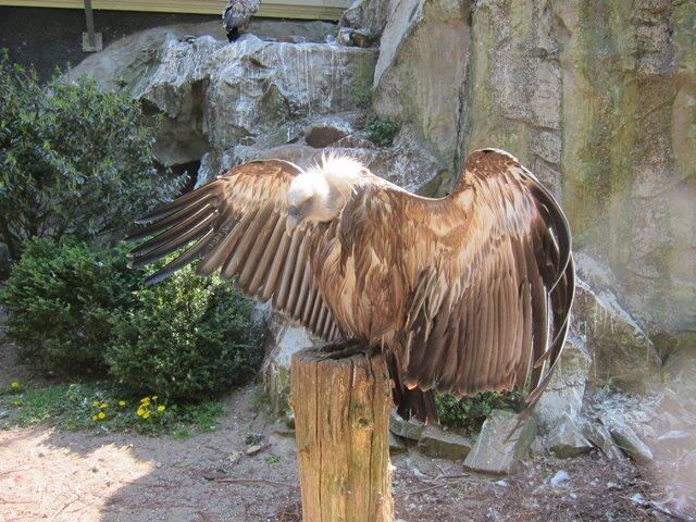 Artis zoo Amsterdam