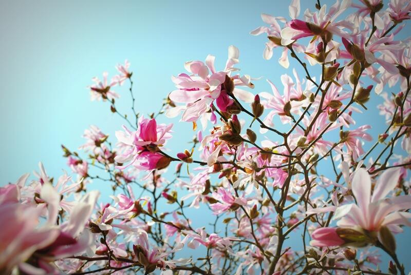 Blossom beauty