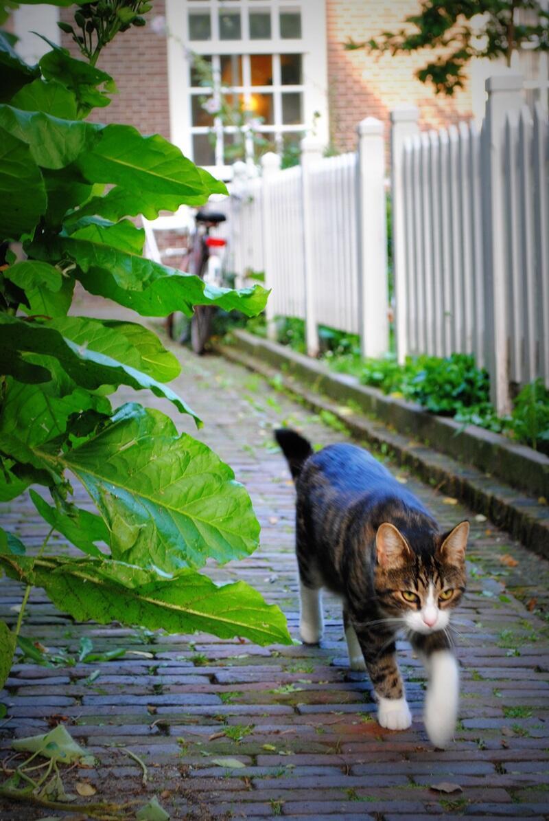 Kitty capers