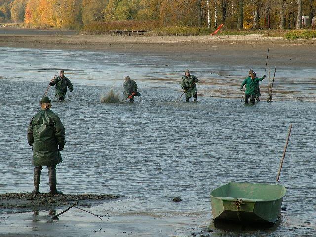 Carp Harvest Festival Czech