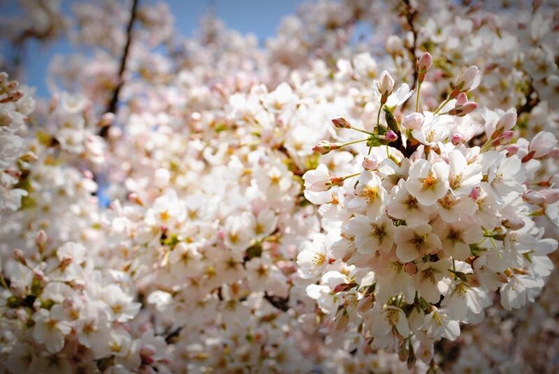 Flowers flowers everywhere