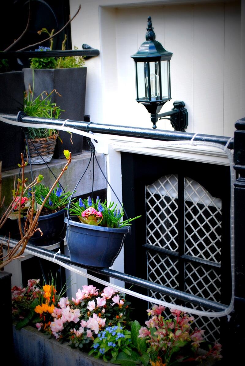 One of many of Amsterdams doorstep gardens