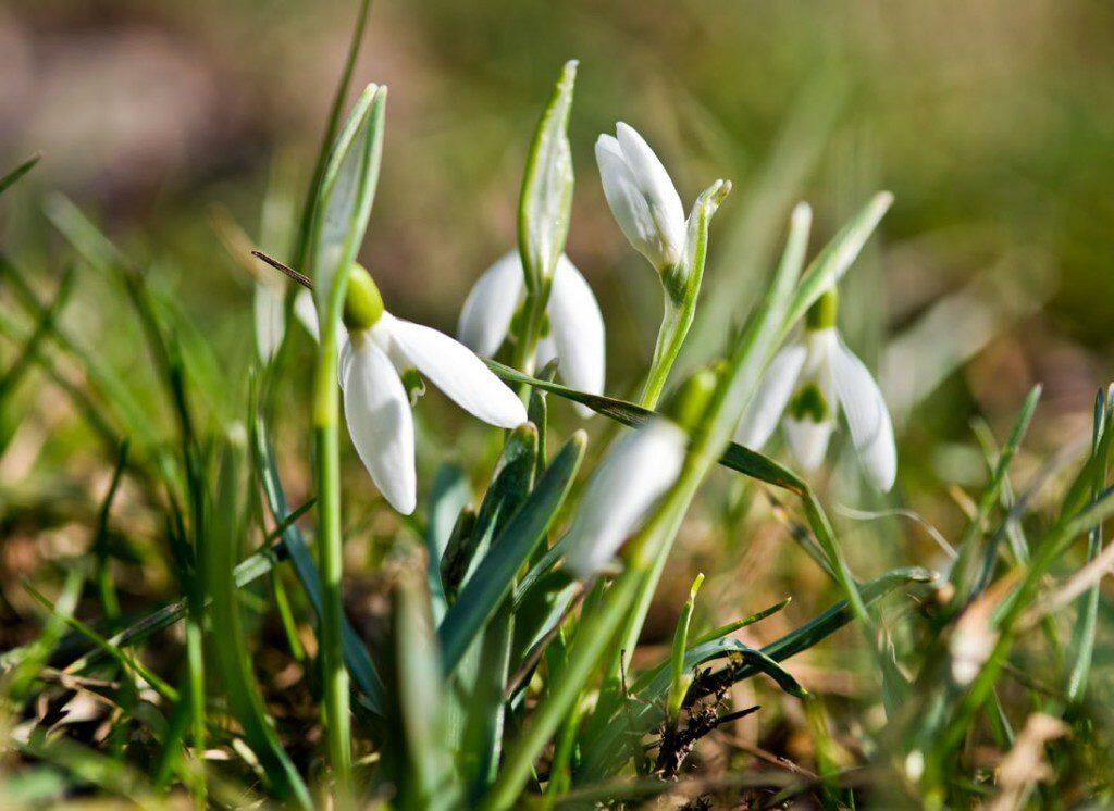 Snowdrops spring