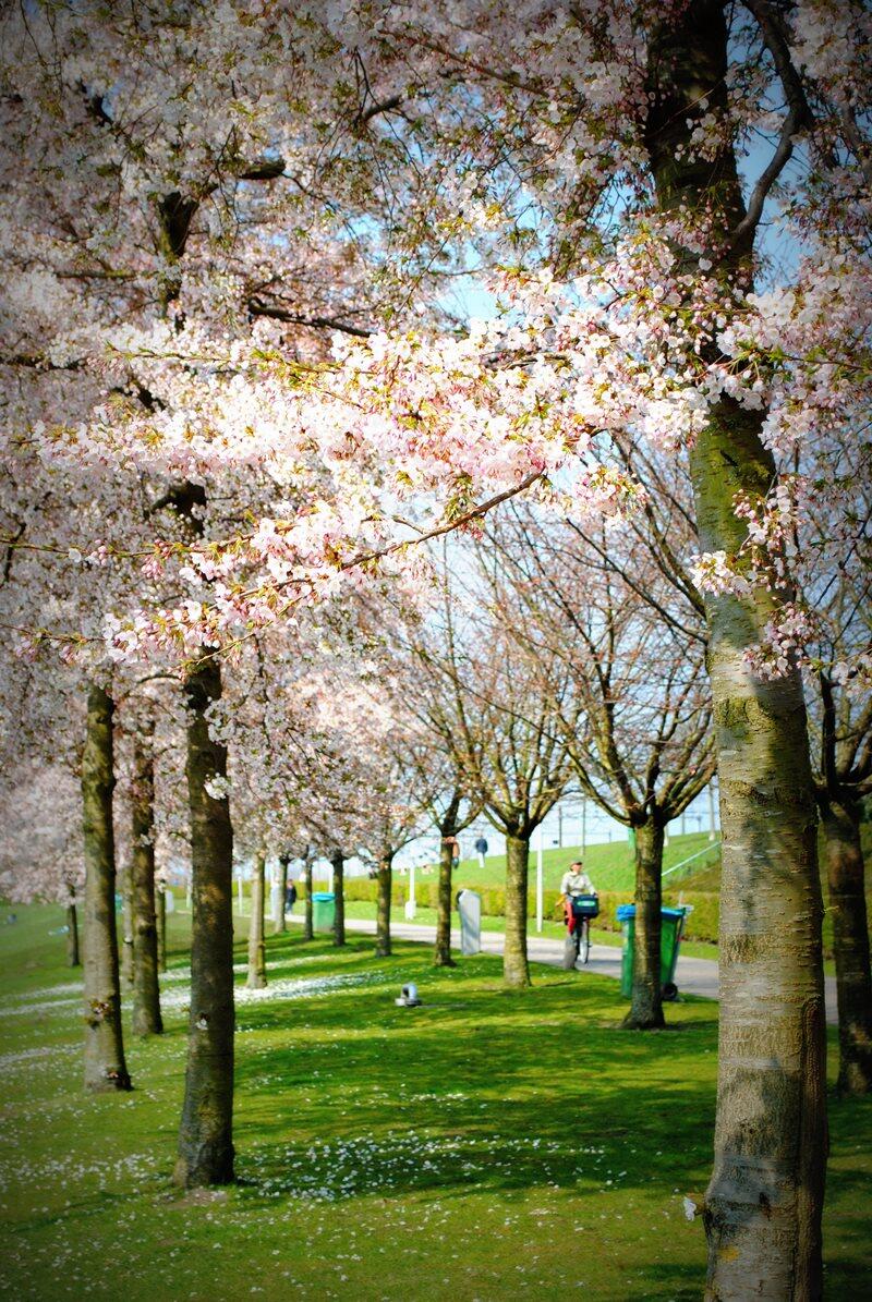 Westerpark, Amsterdam