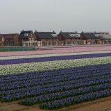 Tulip Mania: Your Guide to When, Where and How to See Them