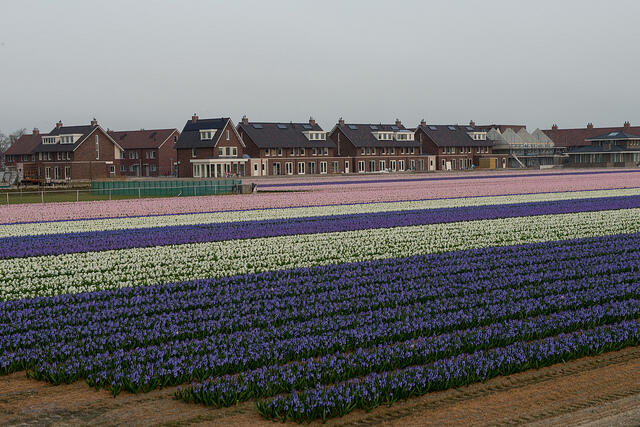 bollenstreek tulips netherlands