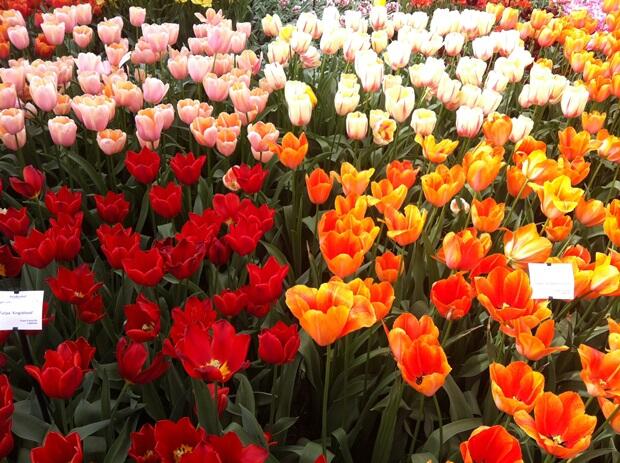 flowers keukenhof