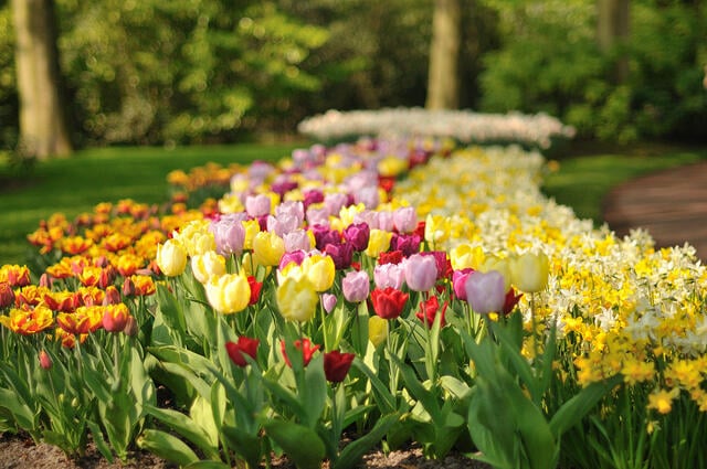 keukenhof tulip gardens
