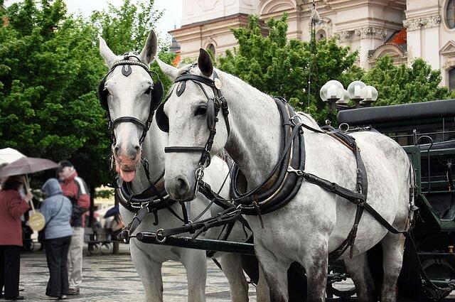 romantic_carriage_ride_prague