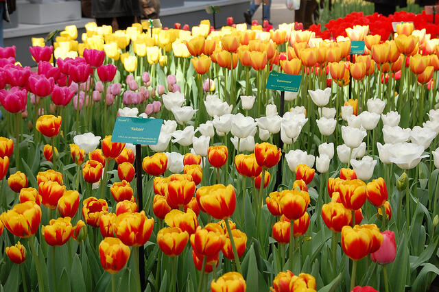tulips amsterdam