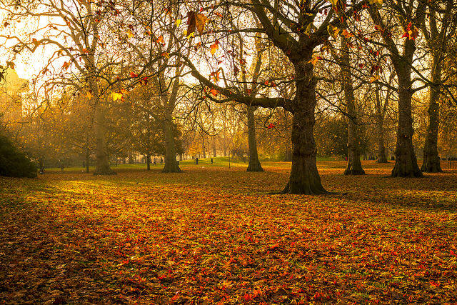 Autumn London Park