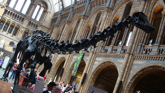 Diplodocus at the Natural History Museum, one of London
