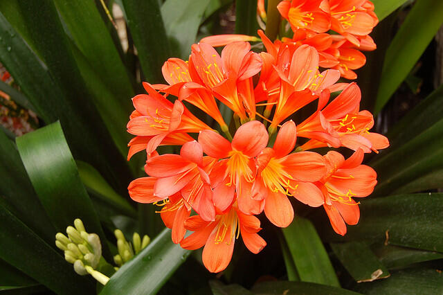 Flowers Chelsea Physic Garden. Photo: Tim Waters