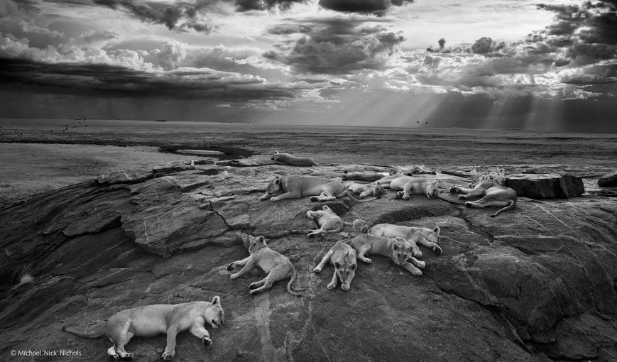 Wildlife Photographer of the Year exhibition