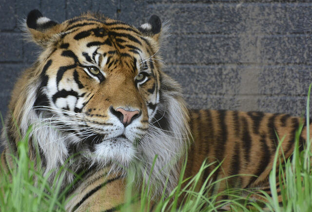 Tiger at London Zoo by Martin Pettitt
