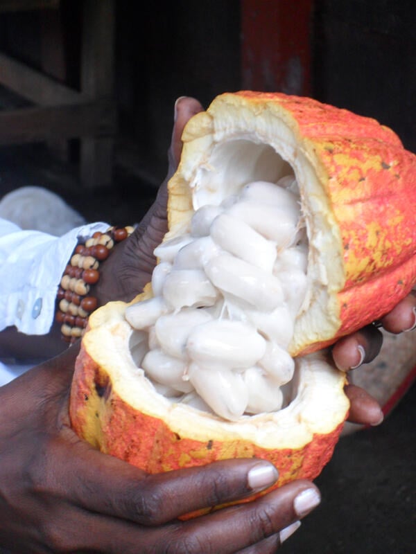 cocoa seeds