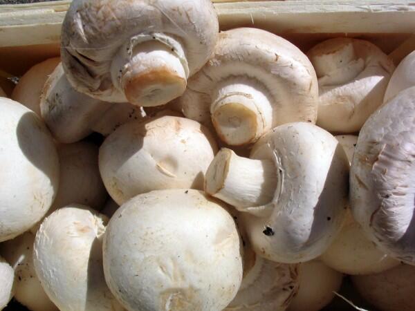 Mushrooms are delicious in risotto!