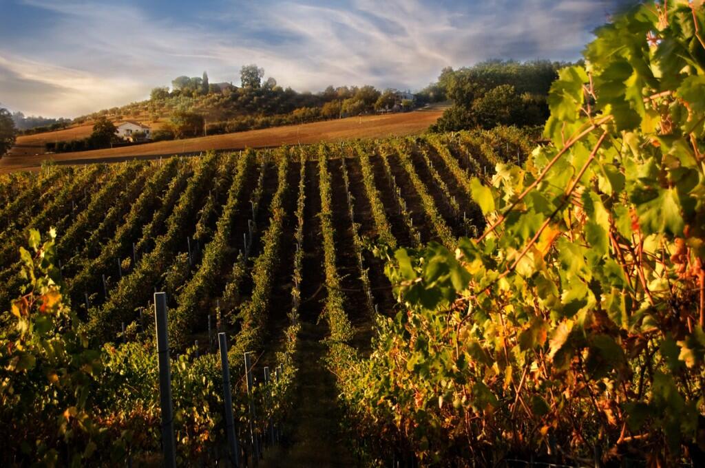 Tuscany is great wine country... but there are so many other regions to be explored!