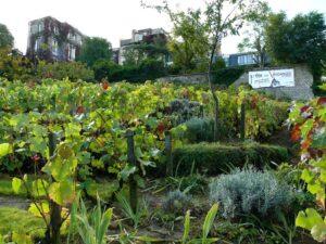 Vineyard in Paris