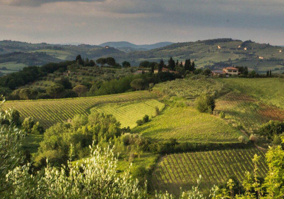 Tuscany Truffle Hunt