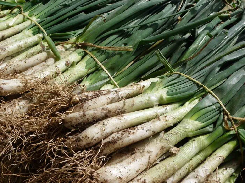Where to Eat Calçots in Barcelona | Eating Europe